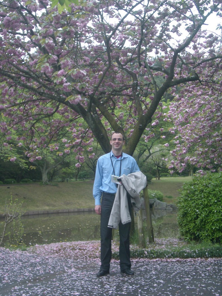 Le cerisier, arbre ftiche au Japon